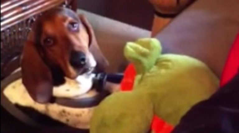 dog gets embarrassed