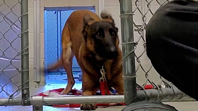fearful malinois transforms into sweetheart