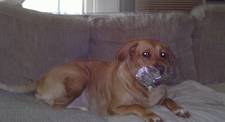 Man Who Recently Lost Family Dog Gives Golden Advice