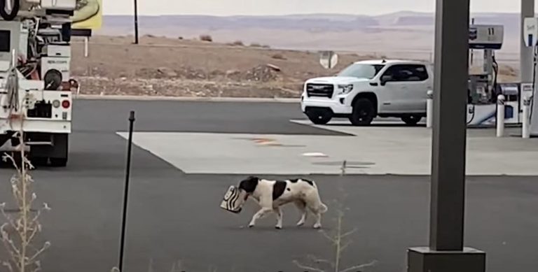 dog rescued from the desert