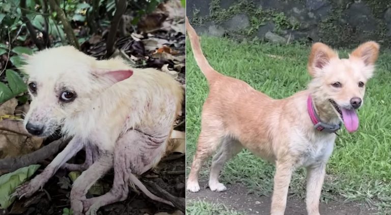 Stray Dog’s Transformation Fills Her Rescuers’ Hearts with Joy