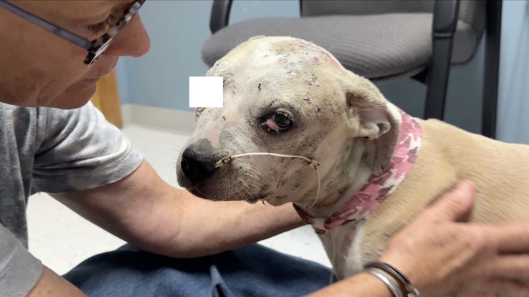 Jessie at Stray Rescue of St. Louis.