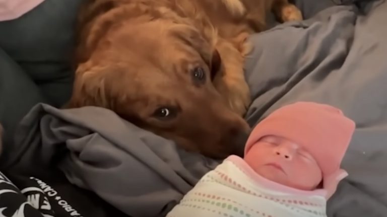 dog meets his little sister