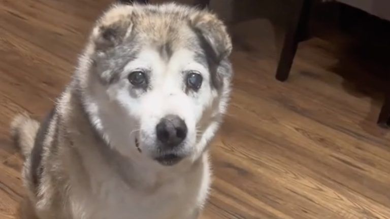 Larry the dancing husky