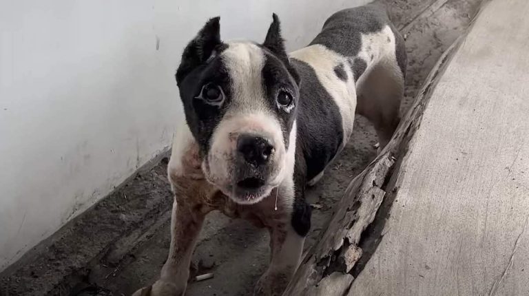 Senior Pit Bull Goes From Eating Trash to Eating Dumplings Thanks to Kind-Hearted Stranger