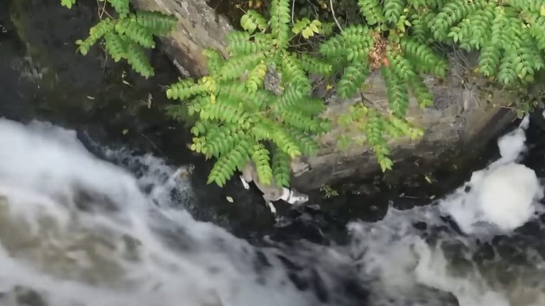 dog swept down river