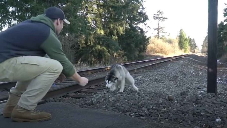 Man Sees a Husky Running on Train Tracks and Has to Stop