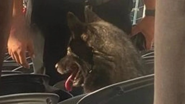 dog sneaks into Metallica concert