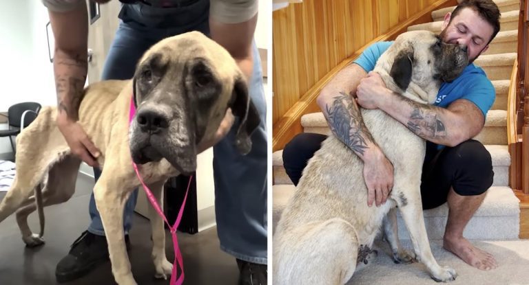 mastiff one year after rescue a different dog