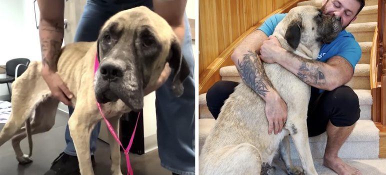 mastiff one year after rescue a different dog