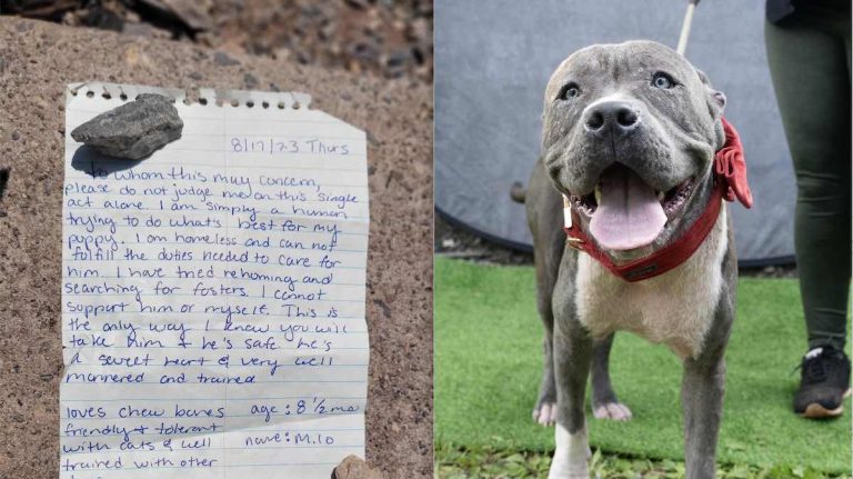 Milo left at Lifeline Animal Project