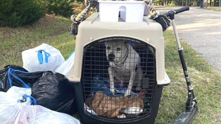 dog put out with trash rescued