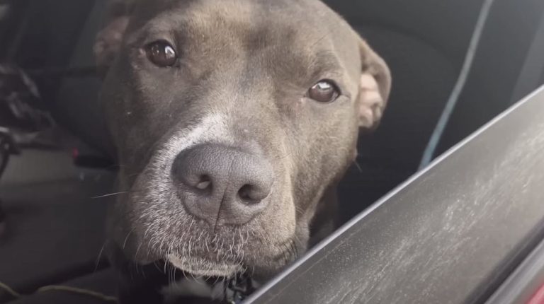 Moose the dog rescued day away from euthanasia