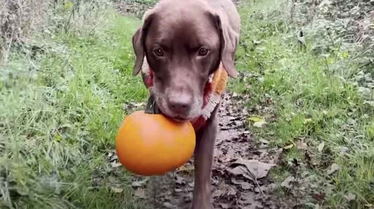 Labrador Retriever Gets Emotionally Attached to a Pumpkin