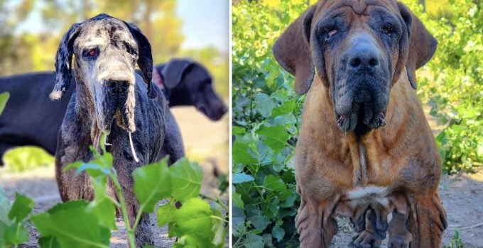 Two Big Dogs Abandoned After House Fire Ready For Forever Homes