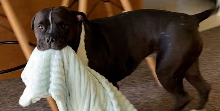 "blankie boy" pittie