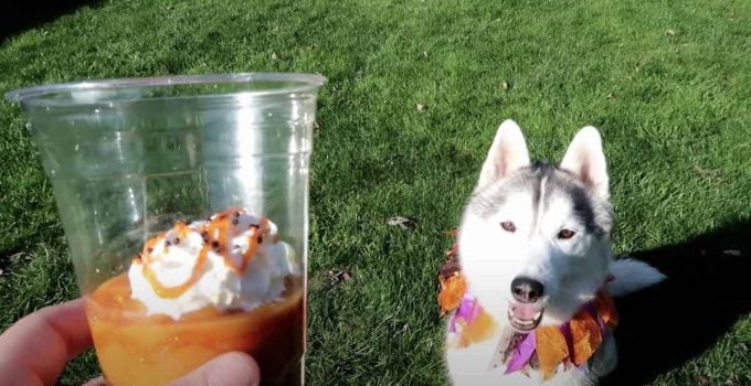 How to Make Pumpkin Spice ‘Mocha’ Latte for Dogs