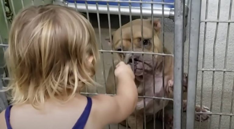 Little girl wants sick pittie