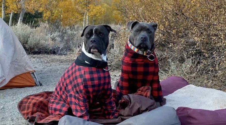 couple foster fail pit bull