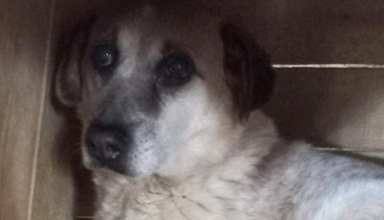 Dog rescued from Romania