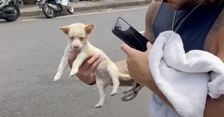 tiny puppy rescued in Bali