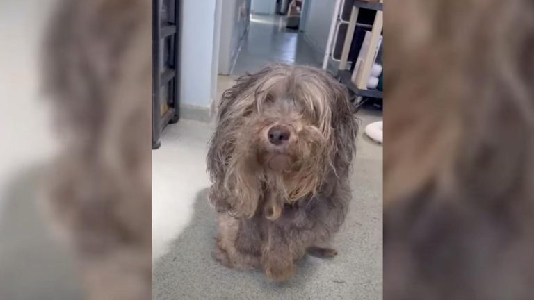 teddy transforms at AMA Animal Rescue