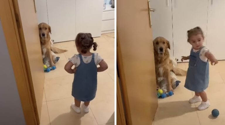 toddler chastises dog