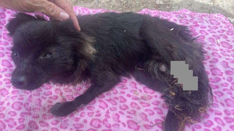 Tony rescued Lola's Lucky Day