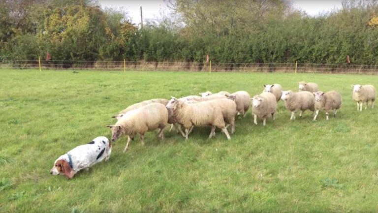 Adorable Basset Hound is Completely Unaware She is Herding Sheep