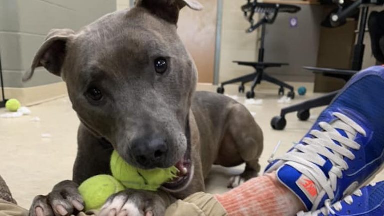 Dog Who Waited 523 Days at Shelter Finally Finds a Home