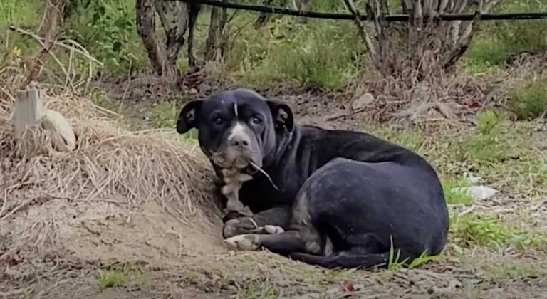 dog rescued in blueberry field