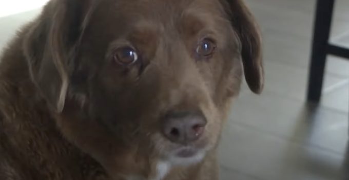 Bobi, The World’s Oldest Dog In History Dies