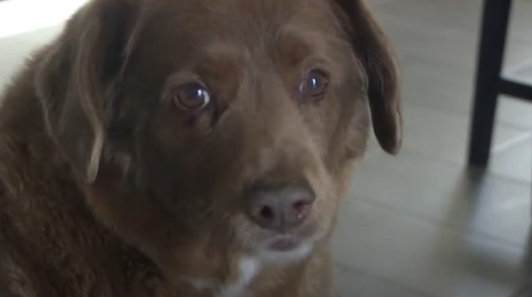 Bobi the oldest dog ever passes away