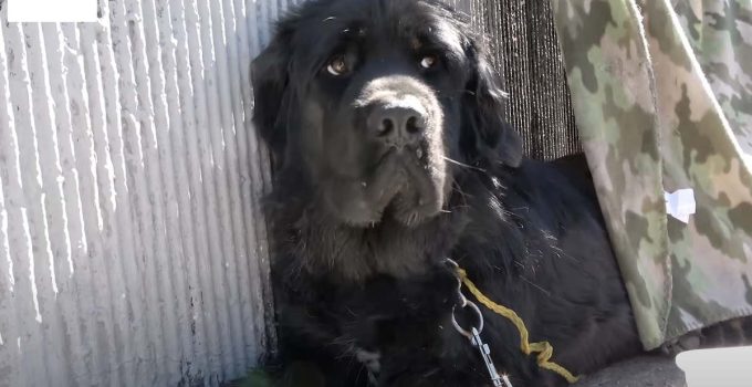 Newfoundland Dog Broken Hearted After Her Homeless Owner Disappears