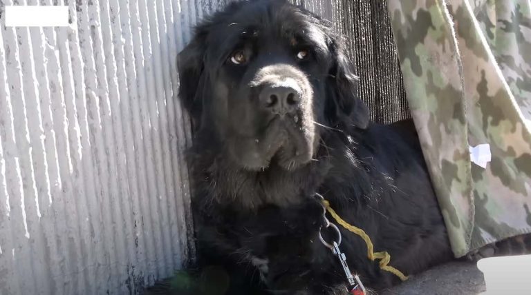 Brenda the newfie available for adoption