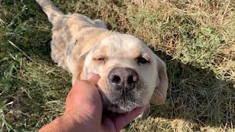 Abandoned and Exhausted, Labrador Retriever Collapses at Rescuer’s Feet