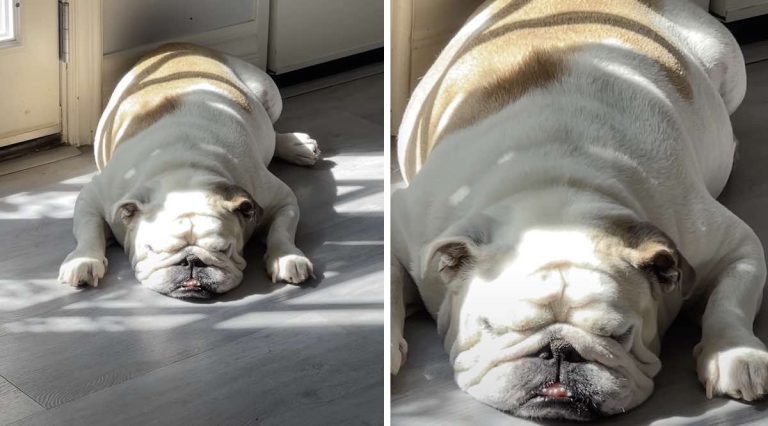 Sleepy Barks from English Bulldog are Adorably Dramatic