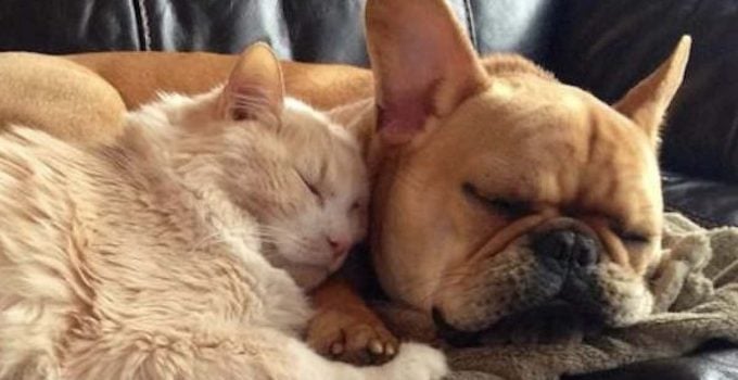 17 Adorable Photos Of Dogs And Their Cat ‘Besties’