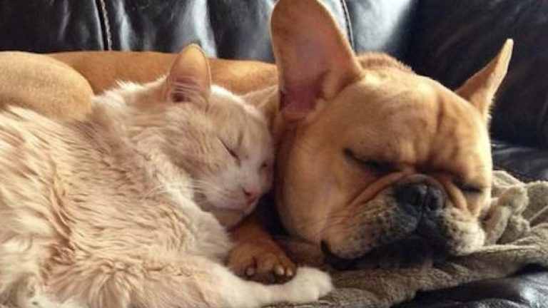 dog and cat besties