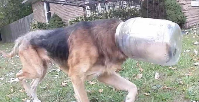 Stray Dog with Head Stuck in Cheese Ball Container for 3 Days Saved