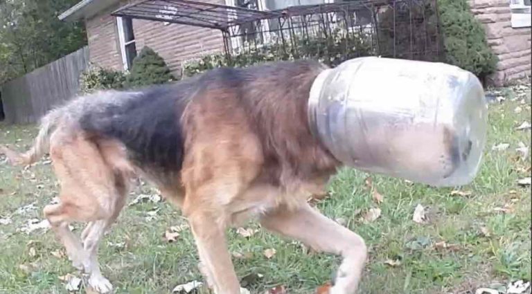 Stray Dog with Head Stuck in Cheese Ball Container for 3 Days Saved