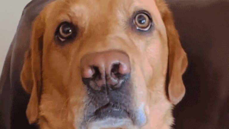 Copper the talking dog