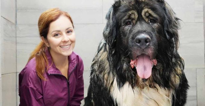 Dog Groomer Takes On 220 Pound Caucasian Shepherd All by Herself