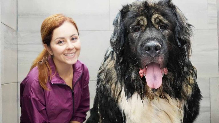 caucasian shepherd groom