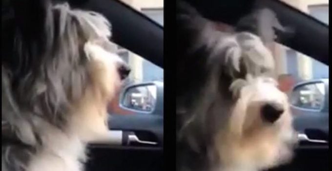 Dog Has the Sweetest Reaction When Going to Visit Nana