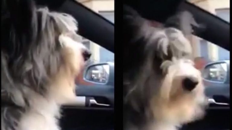 dog excited to see nana