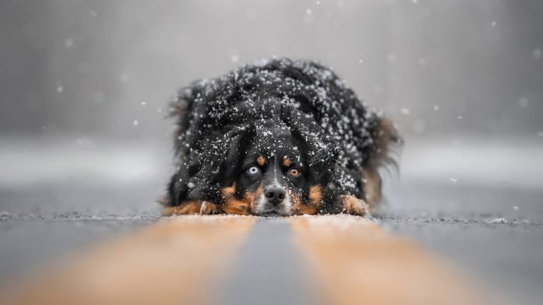 Dog Photography of the Year Awards 2023