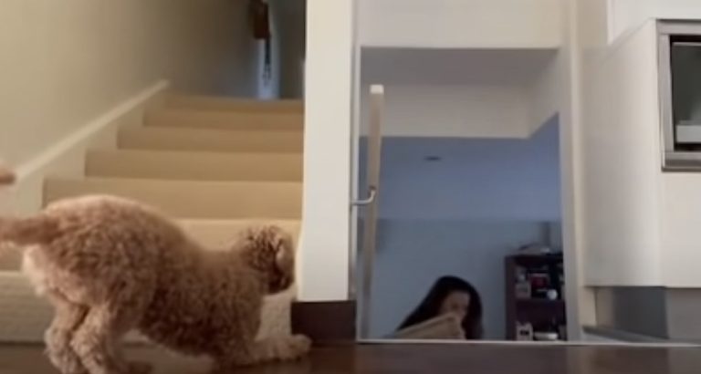 sneaky dog scares his mom