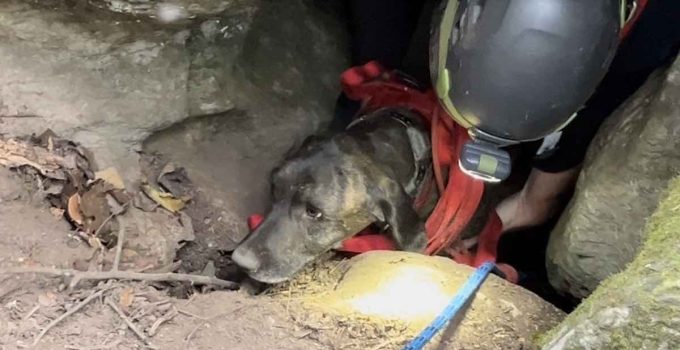 Dog Stuck in Cave with Bear for 3 Days Gets Rescued