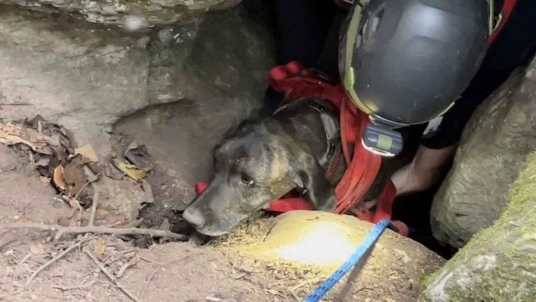dog rescued from cave